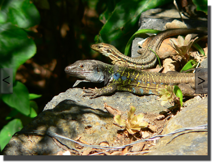 Gallotia galloti eisentrauti